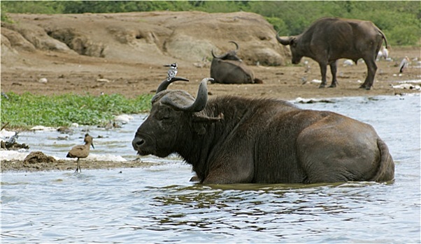 非洲,水牛,水边,乌干达