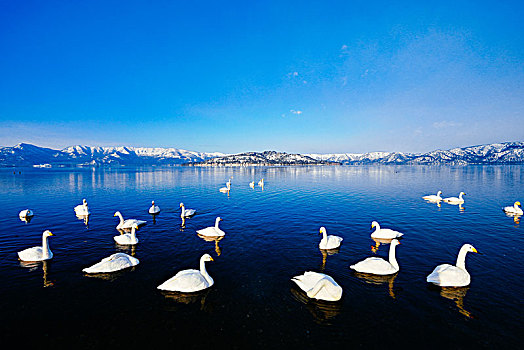 天鹅,屈斜路湖,北海道,日本
