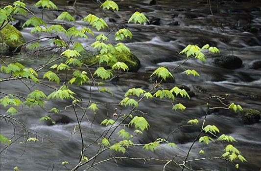 绿叶,上方,河流,大烟山国家公园,北卡罗来纳