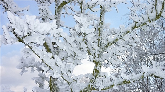 冬天,德国,树,雪