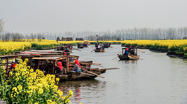 江苏,兴化,油菜花