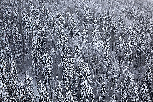 冬天,木头,洛赫特-伊根,上巴伐利亚,巴伐利亚,德国南部,德国