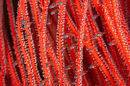 幼小,隐藏,软珊瑚,巴布亚新几内亚