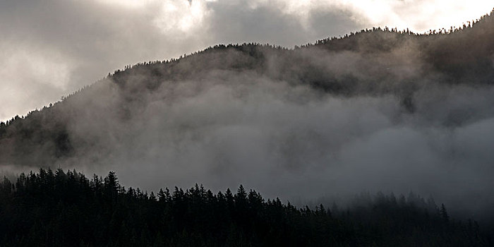 风景,雾,遮盖,山,毛皮,溪流,不列颠哥伦比亚省,加拿大