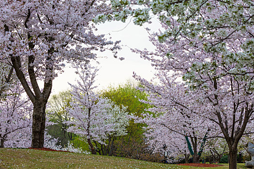 上海,公园,樱花