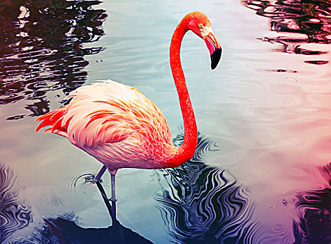 粉红火烈鸟,走,水,反射,照片,彩色,老,风格