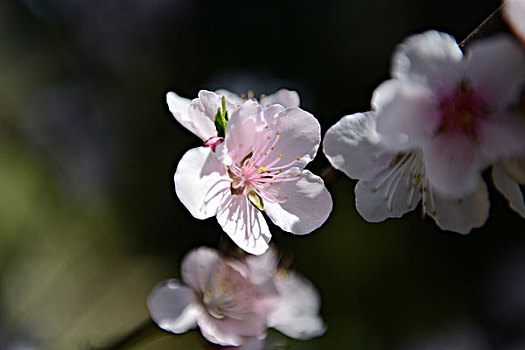 花枝俏