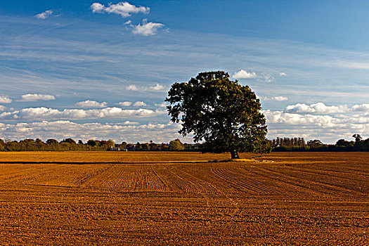 英格兰,格洛斯特郡,靠近,孤树,耕地