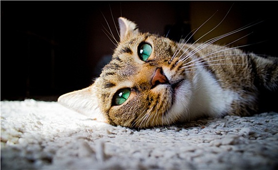家猫,仰视,卧,地毯