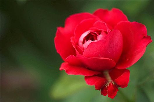 一个,红玫瑰,花,粉色,杂交品种
