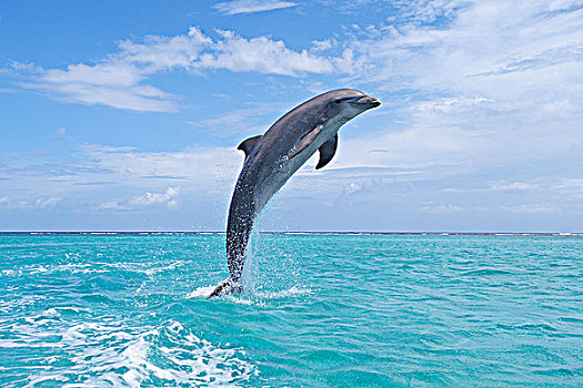 普通,宽吻海豚,跳跃,加勒比海,海湾群岛,洪都拉斯