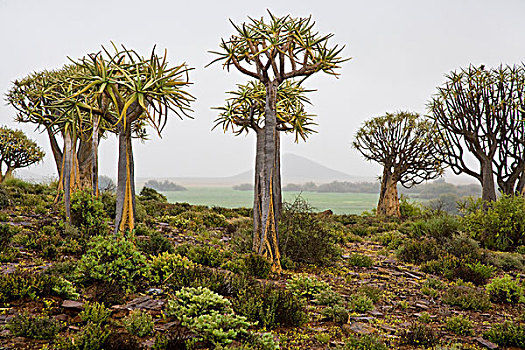 抖树,靠近,南非