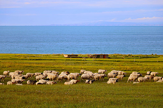 青海湖边的羊群