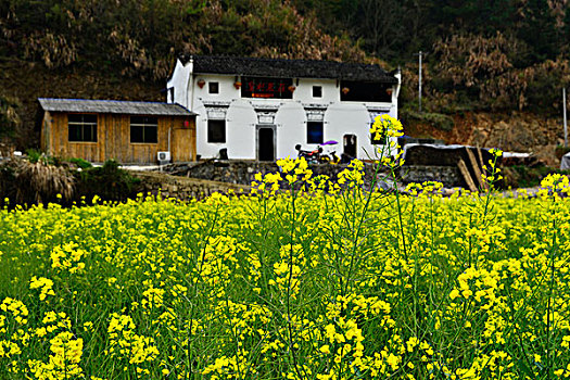 小桥流水山乡