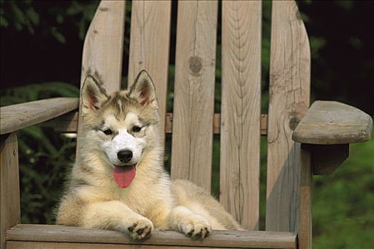 西伯利亚,哈士奇犬,狗,小狗,休息,椅子