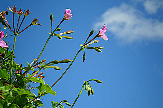 花儿