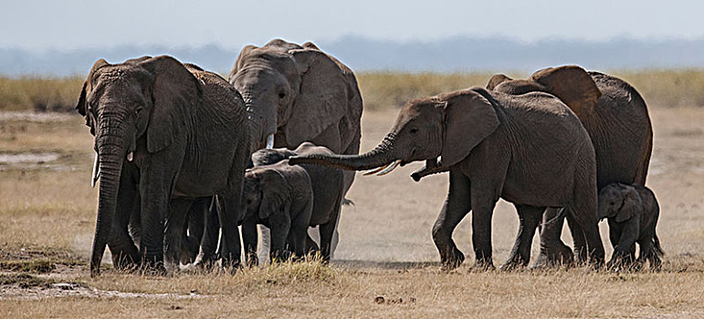 非洲大象027