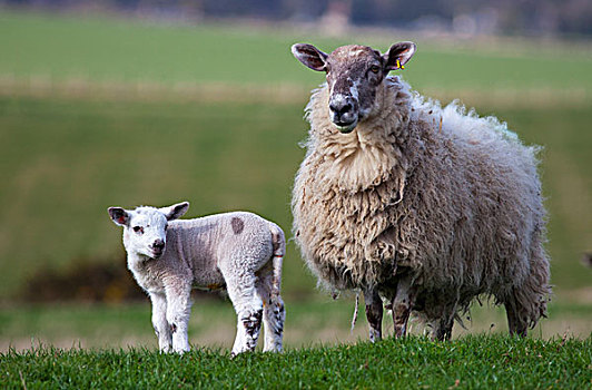 绵羊,羊羔,站立,草,诺森伯兰郡,英格兰