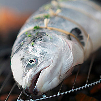 烤,三文鱼,主题,布列塔尼半岛