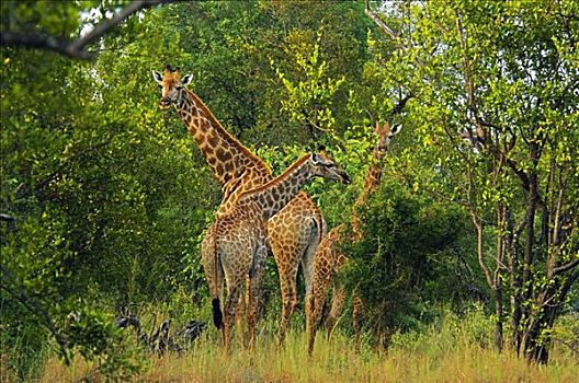 三个,长颈鹿,树林,禁猎区,南非