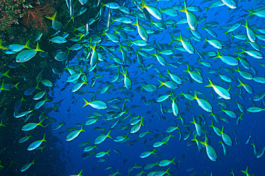 鱼群,鱼,四王群岛,区域,巴布亚岛,伊里安查亚省