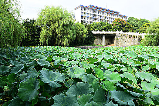 荷花池塘