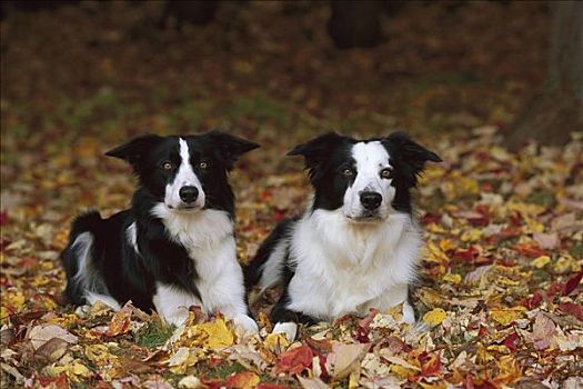 博德牧羊犬,狗,肖像,两个,黑白,成年,休息,秋天,秋叶