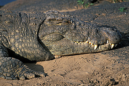 肯尼亚,马塞马拉野生动物保护区,尼罗鳄,休息,马拉河