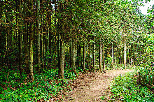 林间小路