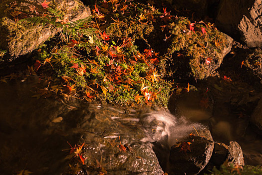 秋季日本京都夜晚红色枫叶和地上的溪流