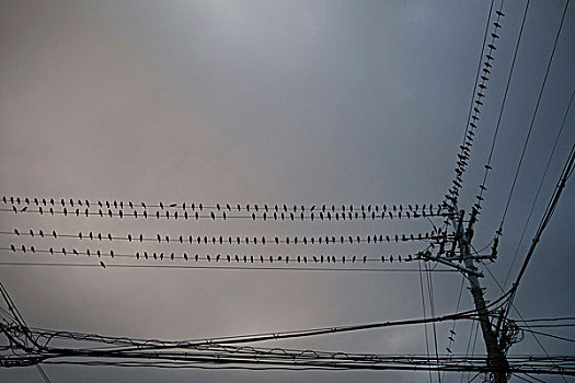 日本,电缆,鸟