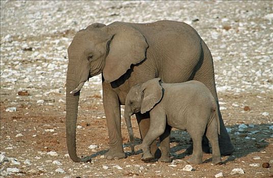 非洲象,母牛,埃托沙国家公园,纳米比亚