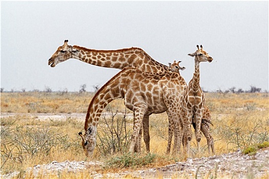 成年,女性,长颈鹿,幼兽