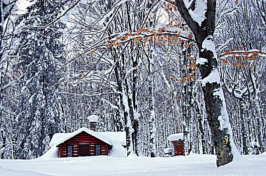木屋,雪,木头,靠近,乐园,密歇根
