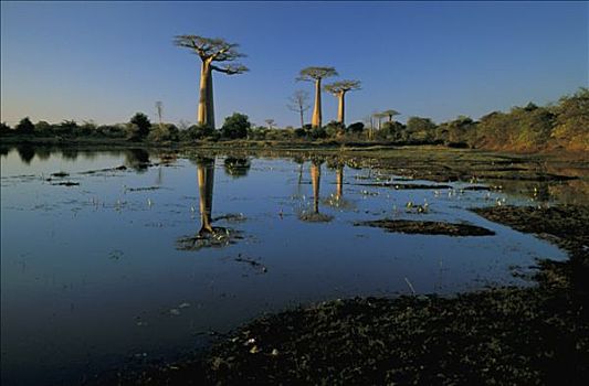 马达加斯加,穆龙达瓦,猴面包树