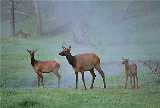 麋鹿,鹿属,鹿,幼兽,黄石国家公园,怀俄明