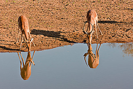 两个,喝,水坑,克鲁格国家公园,南非