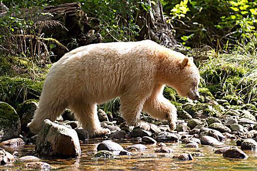 白灵熊,美洲黑熊,灵熊,大熊雨林,不列颠哥伦比亚省,加拿大