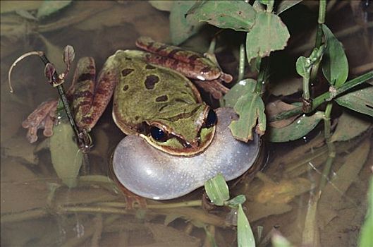 树蛙,雨林,哥斯达黎加