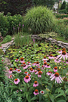 水景园,花,紫锥菊,路易斯维尔,肯塔基
