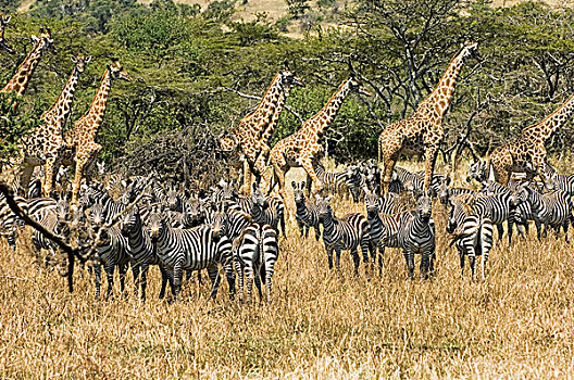 非洲,肯尼亚,马赛马拉,斑马,长颈鹿