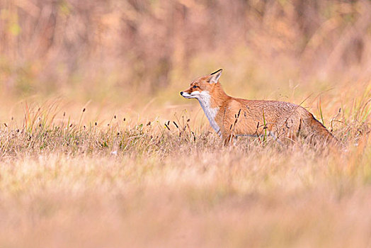 红狐,草地,秋天,波兰,欧洲