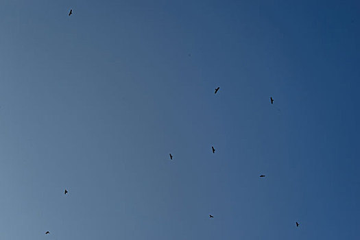 鸟,鹰,蓝天,盘旋,好多,只,梦想,翅膀,羽毛