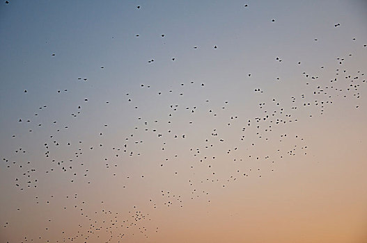 天空中的鸟群
