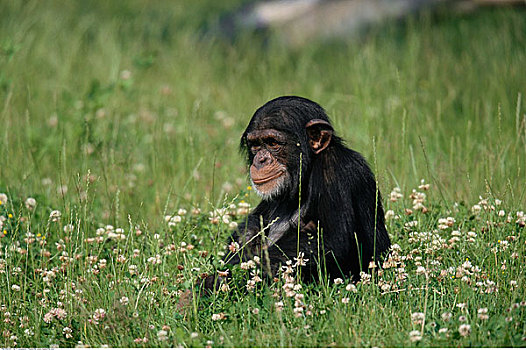 黑猩猩,坐,地点