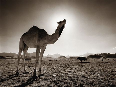 单峰骆驼,沙漠