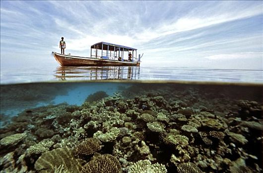水下,珊瑚,马尔代夫,印度洋
