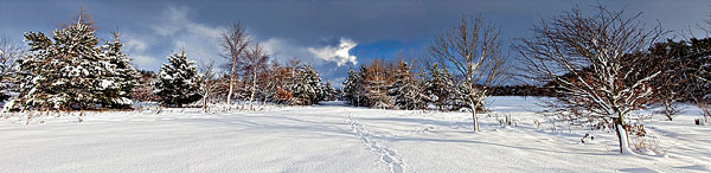 诺森伯兰郡,英格兰,脚印,雪