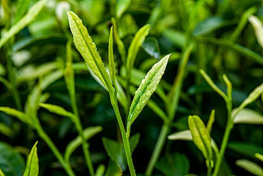 重庆天坪万亩茶叶基地茶树