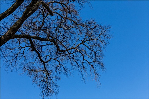 树枝,蓝天